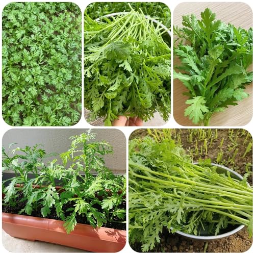 Semillas de crisantemo coronarium, semillas de plantas exóticas semillas de crisantemo comestibles, semillas orgánicas, plantas raras semillas de hortalizas de invierno semillas de 500pcs
