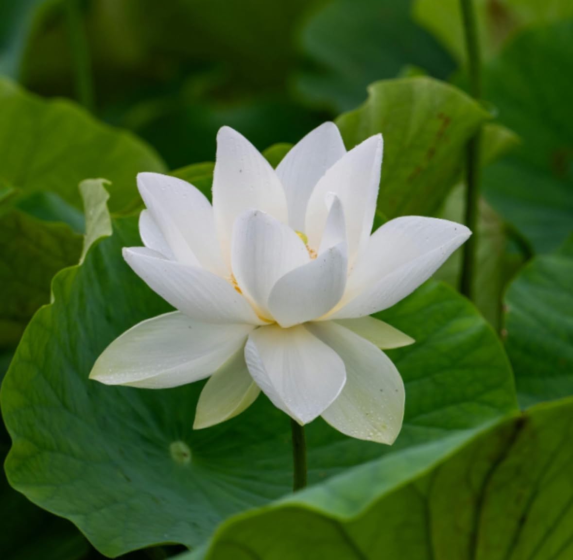 White Lotus Absolute Oil, Organic, Pure, Natural 1 mL
