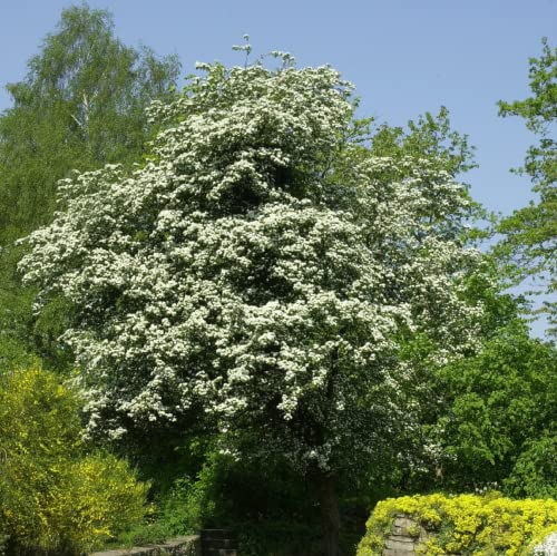 Chuxay Garden 60 Seeds Crataegus Monogyna Seed,Common Hawthorn,One-Seed Hawthorn,Single-Seeded Hawthorn Deciduous Shrub Red Edible Fruit Hardy Small Tree #TOP5