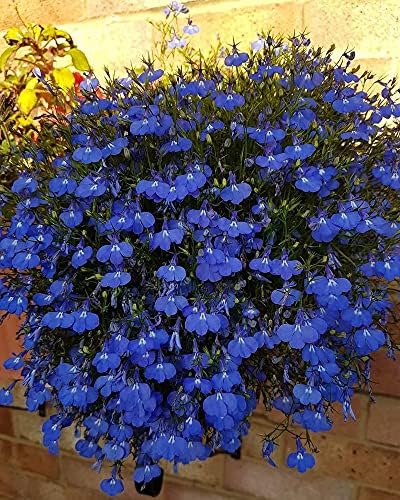1000+ Blue Creeping Thyme Seeds for Planting Perennial Landscaping Ground Cover Non-GMO Ficoszo serphyllum Thyme