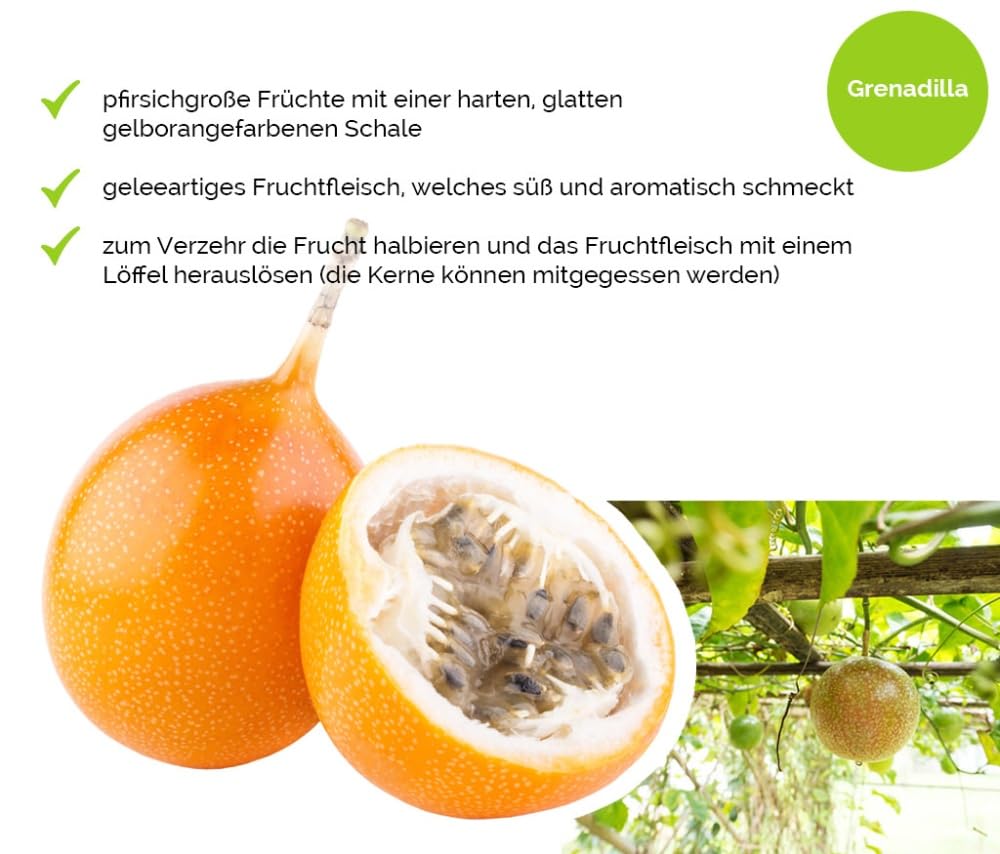 Hansen Obst Geschenkbox "Exotisches Paradies" mit Geschenkverpackung "Die Aquamarine" - Geschenk mit frischem Obst - Obstbox - exotische Früchte