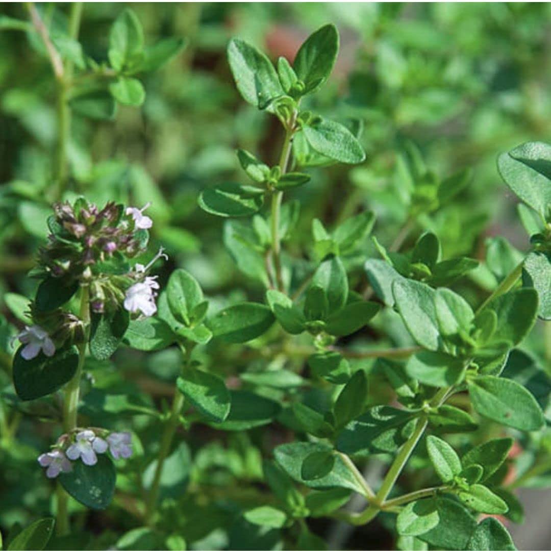 thymeページになります＊ 400 Lemon Thyme Seeds Flower Herb Seeds,Impressive Fast