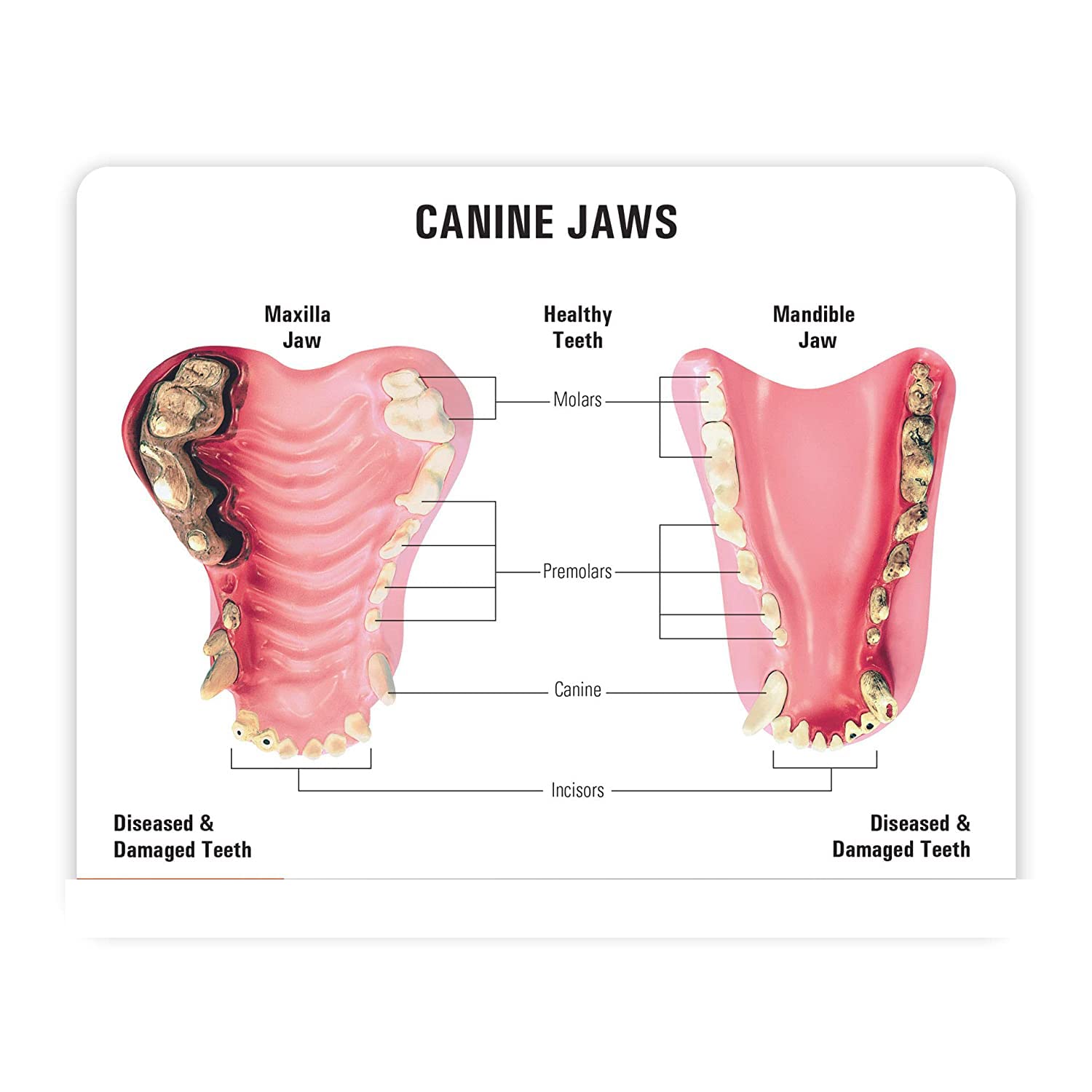 Model szkieletu psa, szczęka psa z typowymi patologiami, anatomia ciała zwierzęcia, narzędzie edukacyjne dla gabinetu we