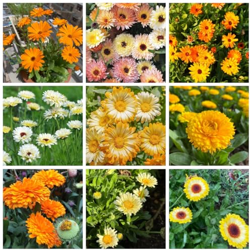 semillas de caléndula de primavera, silvestres de caléndula perenne cubierta perenne resistente macizo de con orgánicas 1000pcs