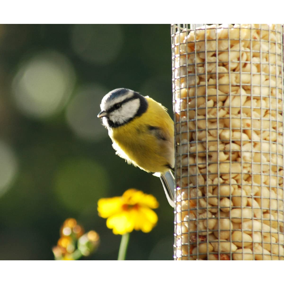 dobar® 10041 Vogelfuttersäule mit Edelstahlschlaufe - Futterstation für Wildvögel - Vogelfutterspender mit Netz für Nüsse -Futterspender aus Stahl für Garten/Terrasse/Balkon - Ø 14 cm x 26 cm - Silber