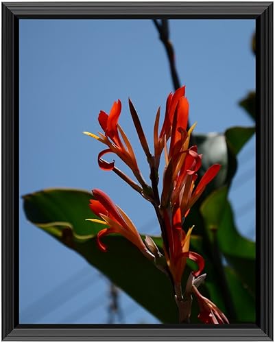 Miniatura 10 de Uzifa Marco de fotos de 11 x 14 pulgadas, marco de fotos de 11 x 14 pulgadas, hoja de policarbonato transparente de alta seguridad, sin vidrio, sin