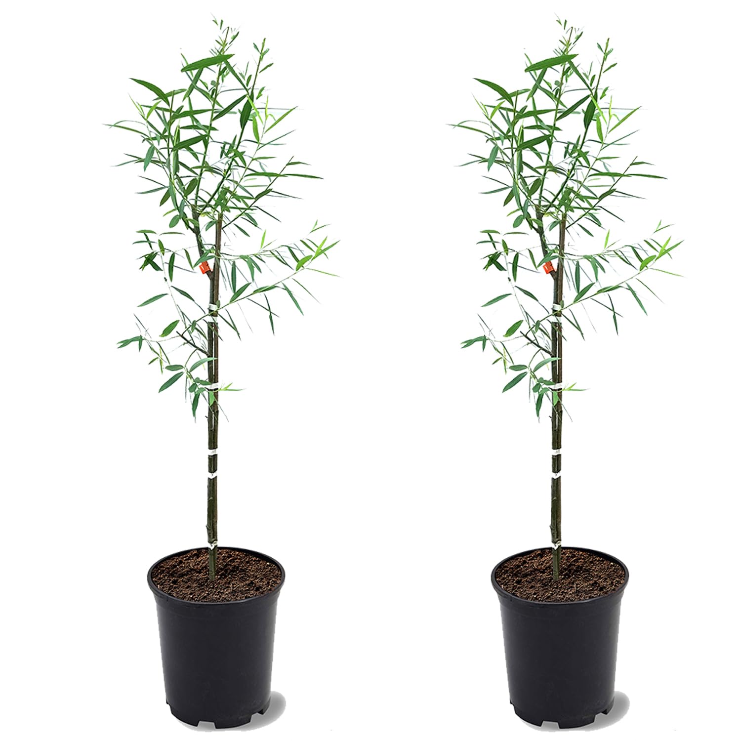 Weeping Willow 2-3 ft 2 Trees