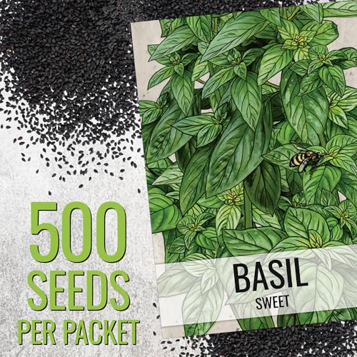 Seed Needs Sweet Genovese Basil Seeds for Planting - Non-GMO Heirloom & Untreated Culinary Herb Seed to Plant an Indoor or Outdoor Home Grown Kitchen Garden (1 Pack) - Image 3