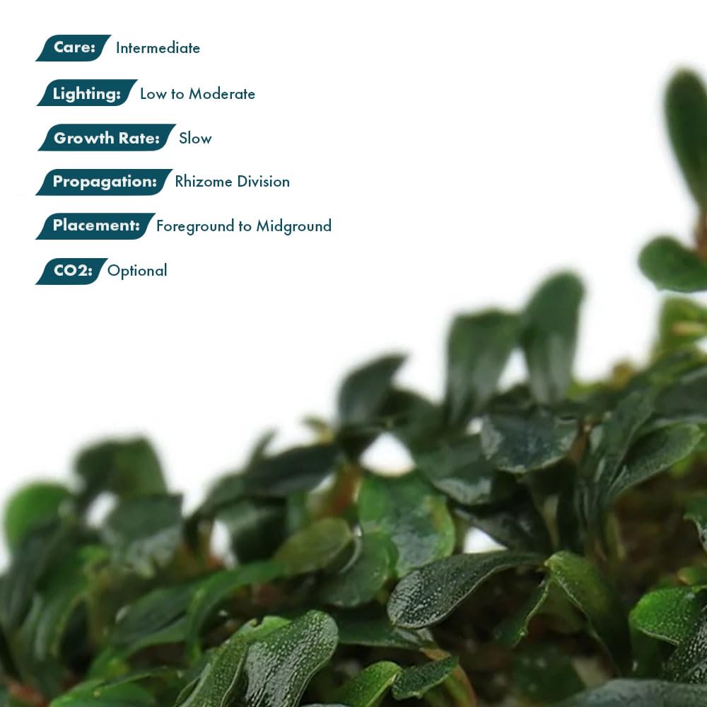 Amazon.com: SubstrateSource Bucephalandra Black Pearl Live