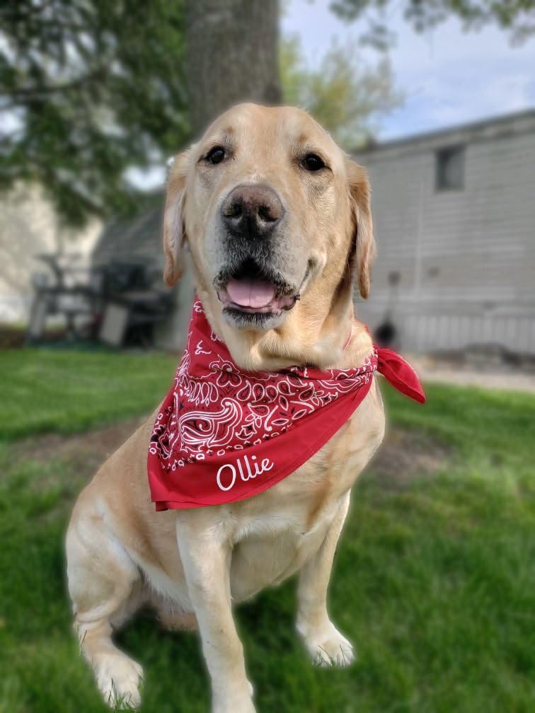 Custom Dog Bandanas | Adjustable Classic Paisley Pet Bandanas With Personalized Pet Name Or Message