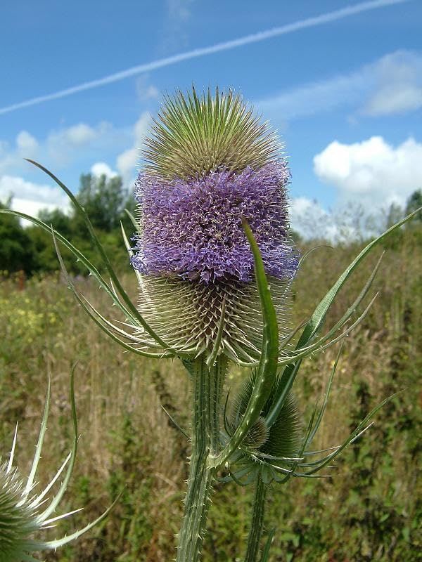 Buy4seeds Wild Flower Wild Teasel 600 Seeds Dipsacus Fullonum Simple to Grow