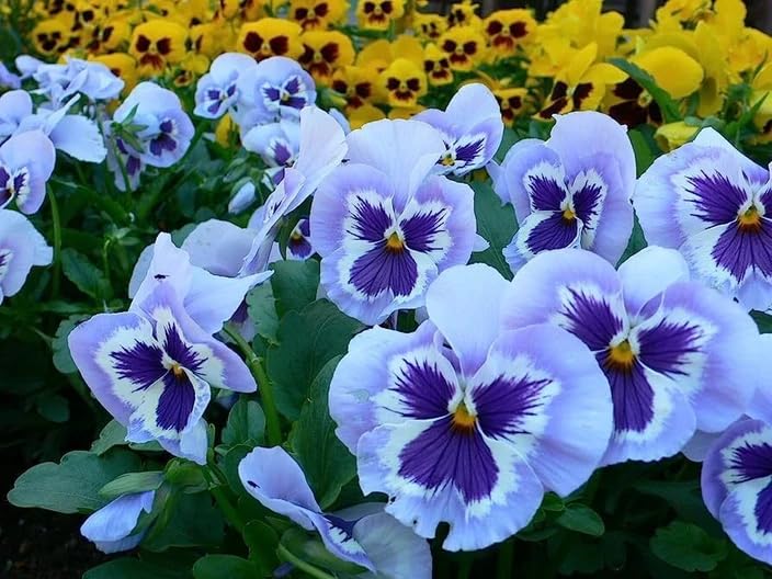 Image of Pansy Flower Seeds for Home Gardening | Winter Flower Seeds | Easy to Grow, Multicolor Blooms (Pack of 50+ Seed)