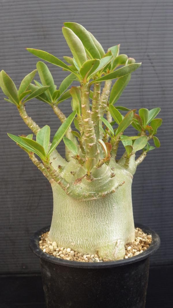 a18 アデニウム ドワーフ タコ足 塊根植物 コーデックス アラビカム