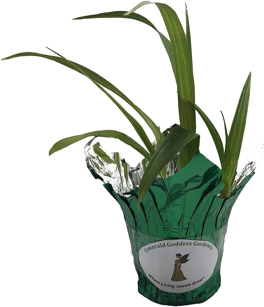 Beltilla Yokohama Kate - Terrestrial Ground Orchid - Live Plant - Fragrant Purple Flower - Emerald's - Starter Size - 4 Inch Pot