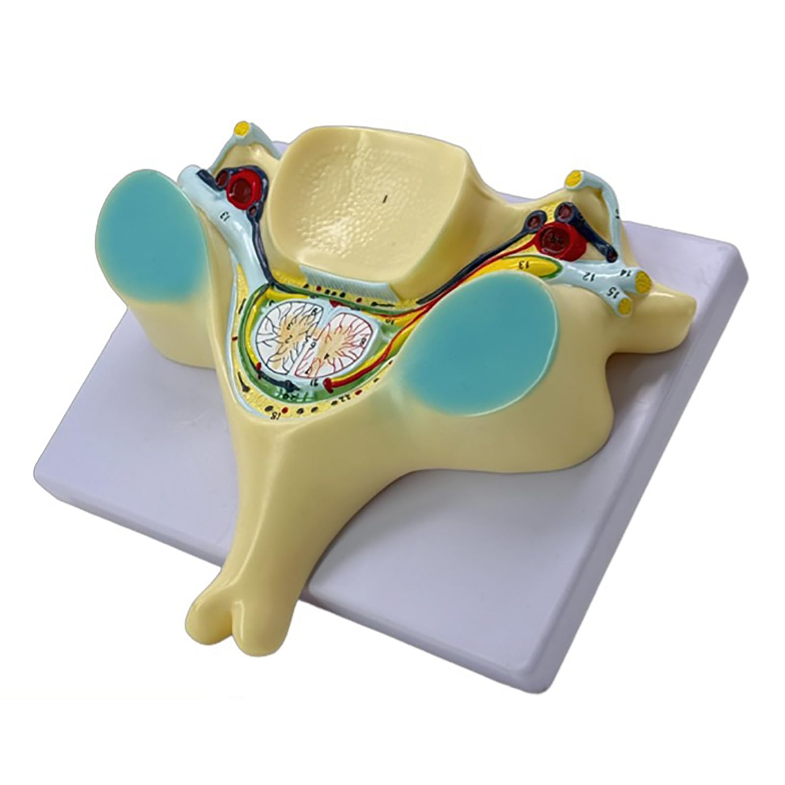 Model Kręgu Szyjnego W 7-krotnym Powiększeniu, Anatomiczny Model Piątego Przekroju Kręgu Szyjnego Człowieka, Dokładna I Realistyczna Struktura, Wytrzymały Materiał PVC, Dla Studentów Medycyny