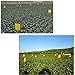 20 Piezas Amarillo Trampas Adhesivas para Moscas Insectos piojos Atrapa Insectos Papel...