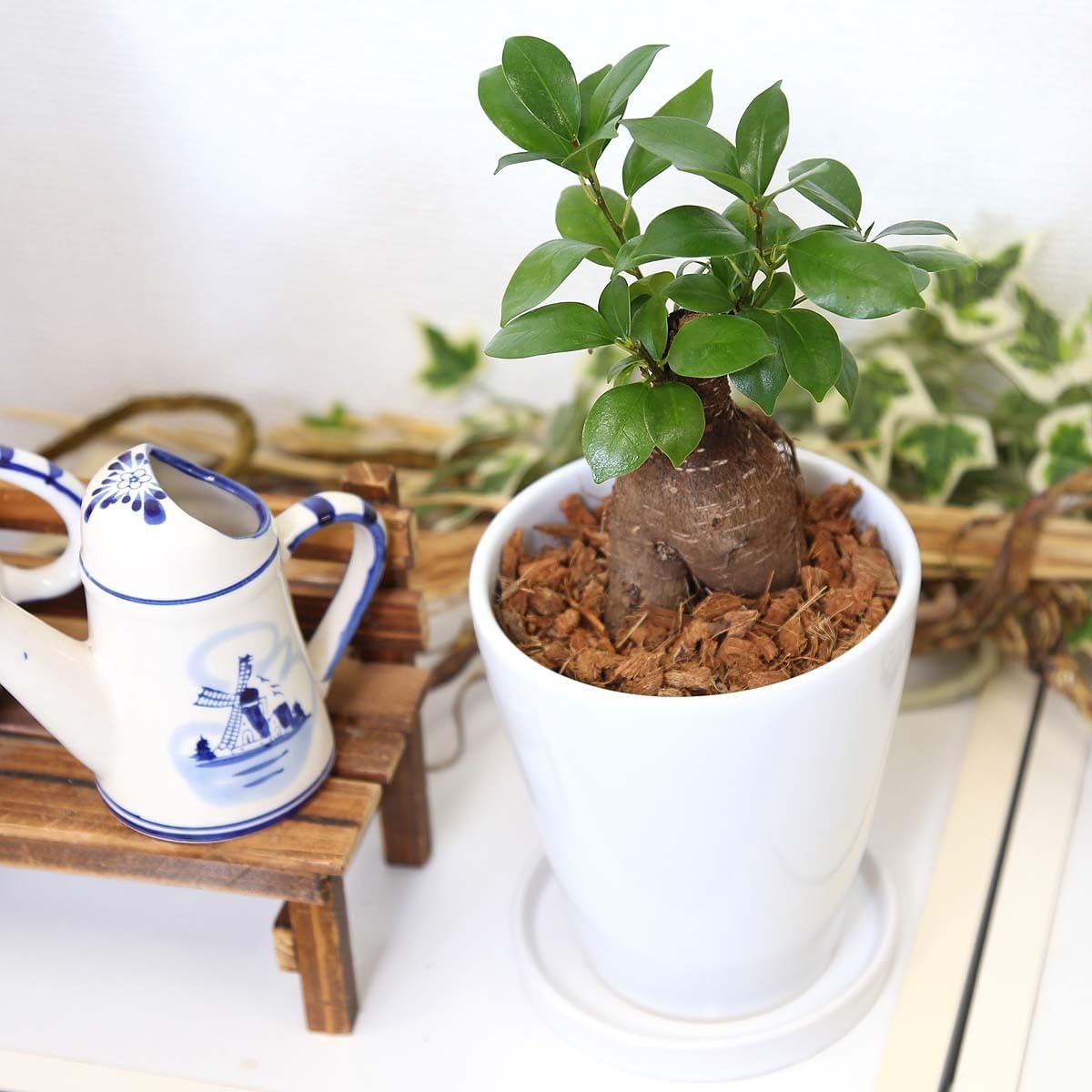 Amazon.co.jp: 観葉植物 幸せを見守る樹 ガジュマル 5号 ホワイト陶器