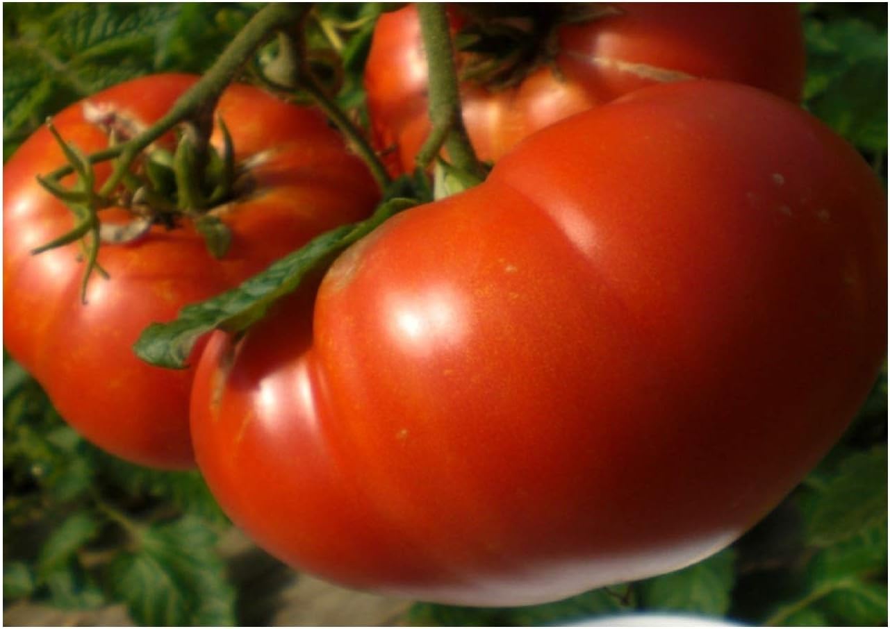 Premier Seeds Direct Tomato-Beefsteak-Mortgage Lifter-80 Finest Seeds-Organic, ORG248