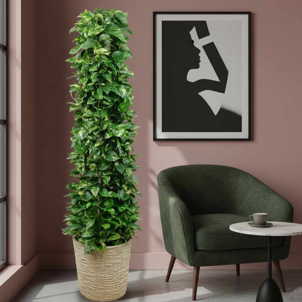 Amazon｜観葉植物 タワーポトス 10号 【鉢カバー付】｜観葉植物
