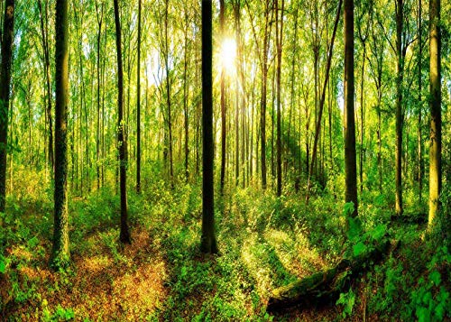 7x5ft Green Spring Backdrops Photography Forest Sunlight Sunrise Foggy Forest Photo Studio Background