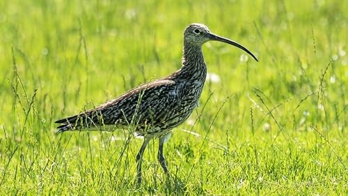 Headstarting Chicks Helps Ireland's Curlew Numbers