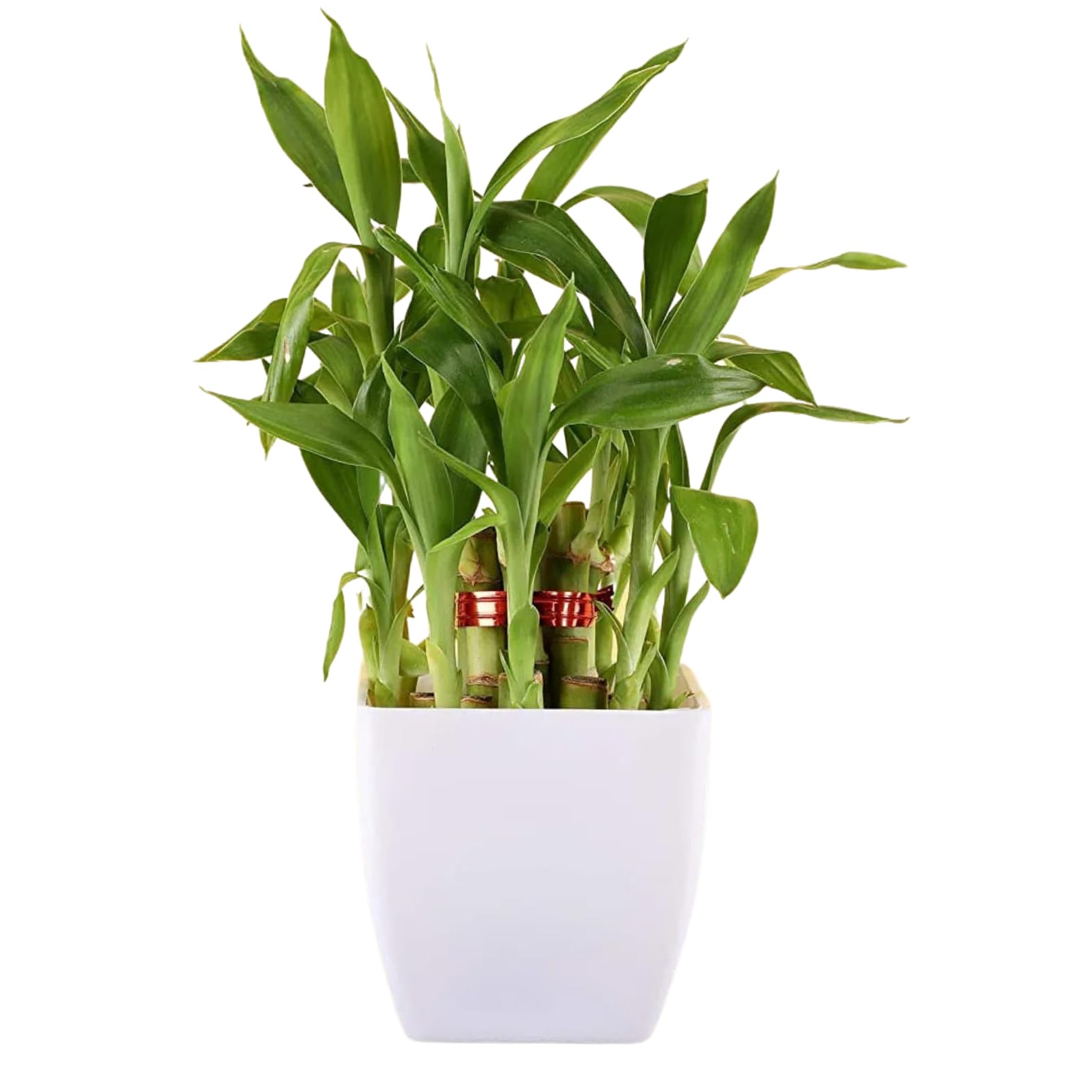 See full amazon price history chart for Phulwa Feng Shui Good luck Indoor Succulent Bamboo Tree with White Square Beautiful Pot for Home & office Table Décor, Plant for Gifting, Pack of 1 Phulwa Feng Shui Good luck Indoor Succulent Bamboo Tree with White Square Beautiful Pot for Home & office Table Décor, Plant for Gifting, Pack of 1 (B0C8NSNTSQ) Amazon Price History, Amazon Price Tracker