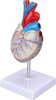 Heart Model, Human Heart Models Transparent Design Human Heart Anatomy Model Multipurpose Medical Heart Models for Medical Teaching Aids Heart Teaching Models Medical Examination Supplies