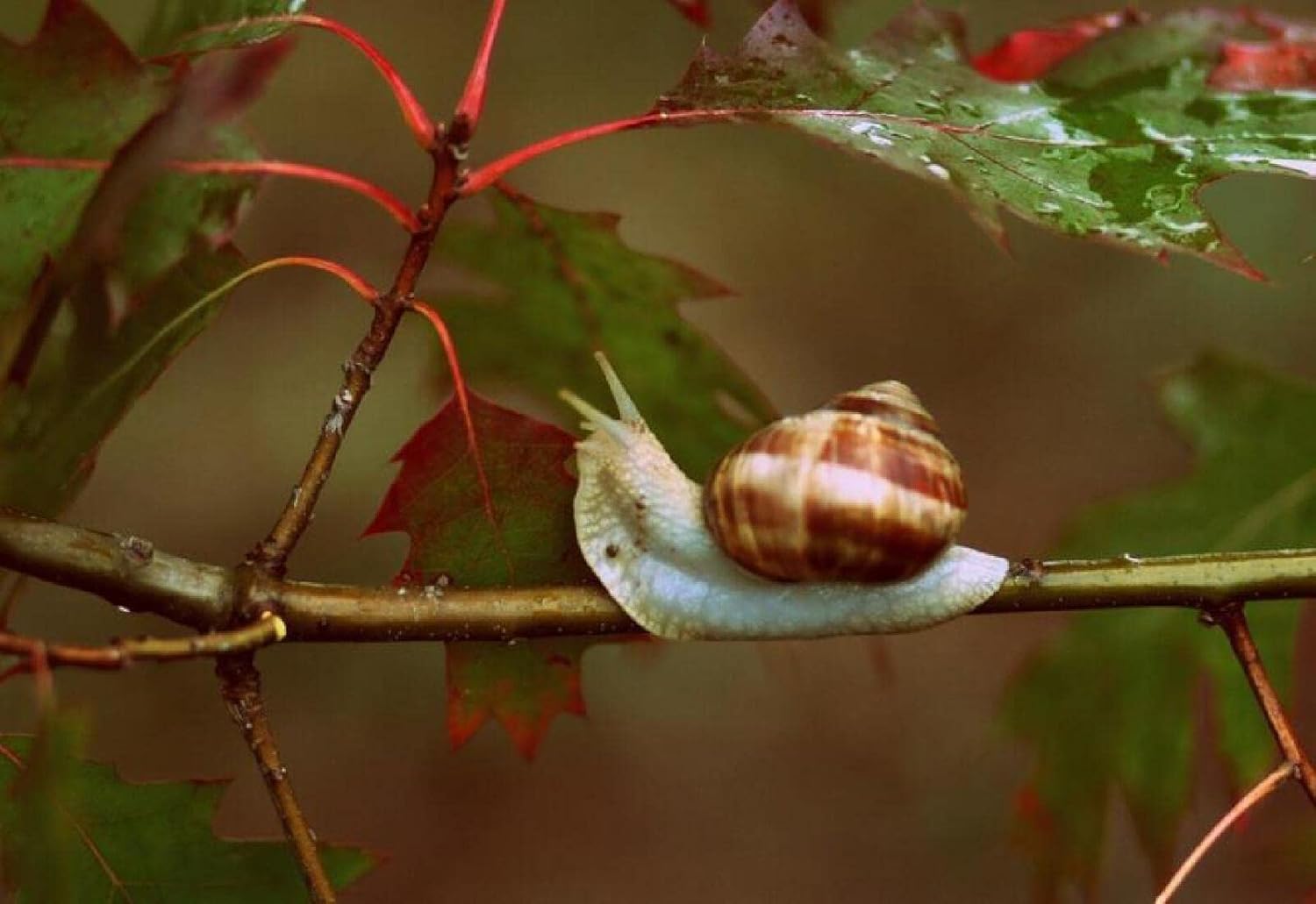 Amazon Co Jp カタツムリの枝の動物のイラスト タングラム500ピースブレインチャレンジdiyギフト楽しいゲーム家の装飾リラクゼーションとエンターテインメントに最適 おもちゃ