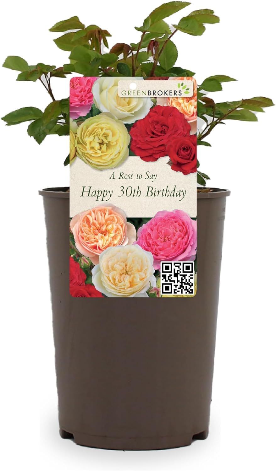 Beautiful Peach Orange Gift Rose - " To Say Happy 30th Birthday" - Gift Wrap Included | Modern Garden Hybrid Bush Rose - 3L Potted Floral Flowers