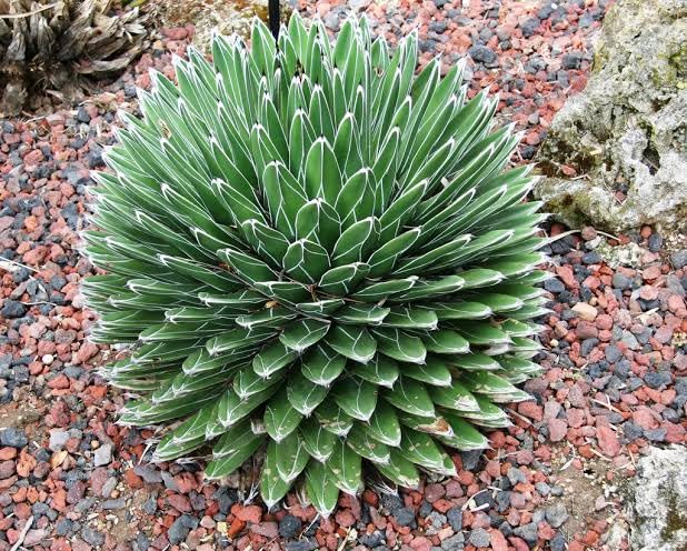 generic S. D ENTERPRISE Organic Agave Plant-picture-4