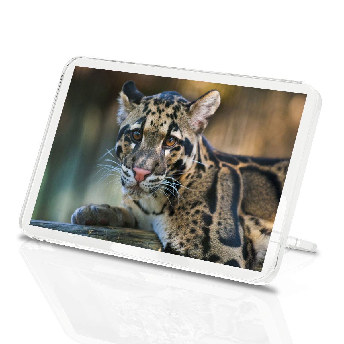 Destination Vinyl Magnets Multicolor 1 X Fridge Magnet - Clouded Leopard Cub Cute Wild Classic Fridge Magnet - Kitchen #2306