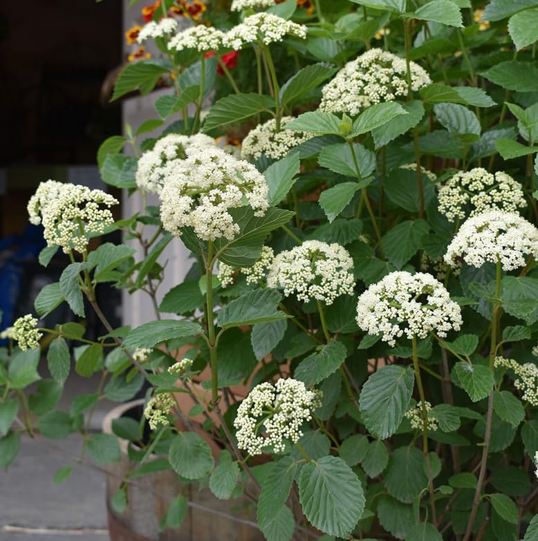 Chicago Lustre Viburnum Shrub - 6-12' Tall Live Plant - 2.5' Pot - Arrowwood Viburnum Bush Seedling - Edible Berries - Viburnum dentatum 'Synnestvedt'