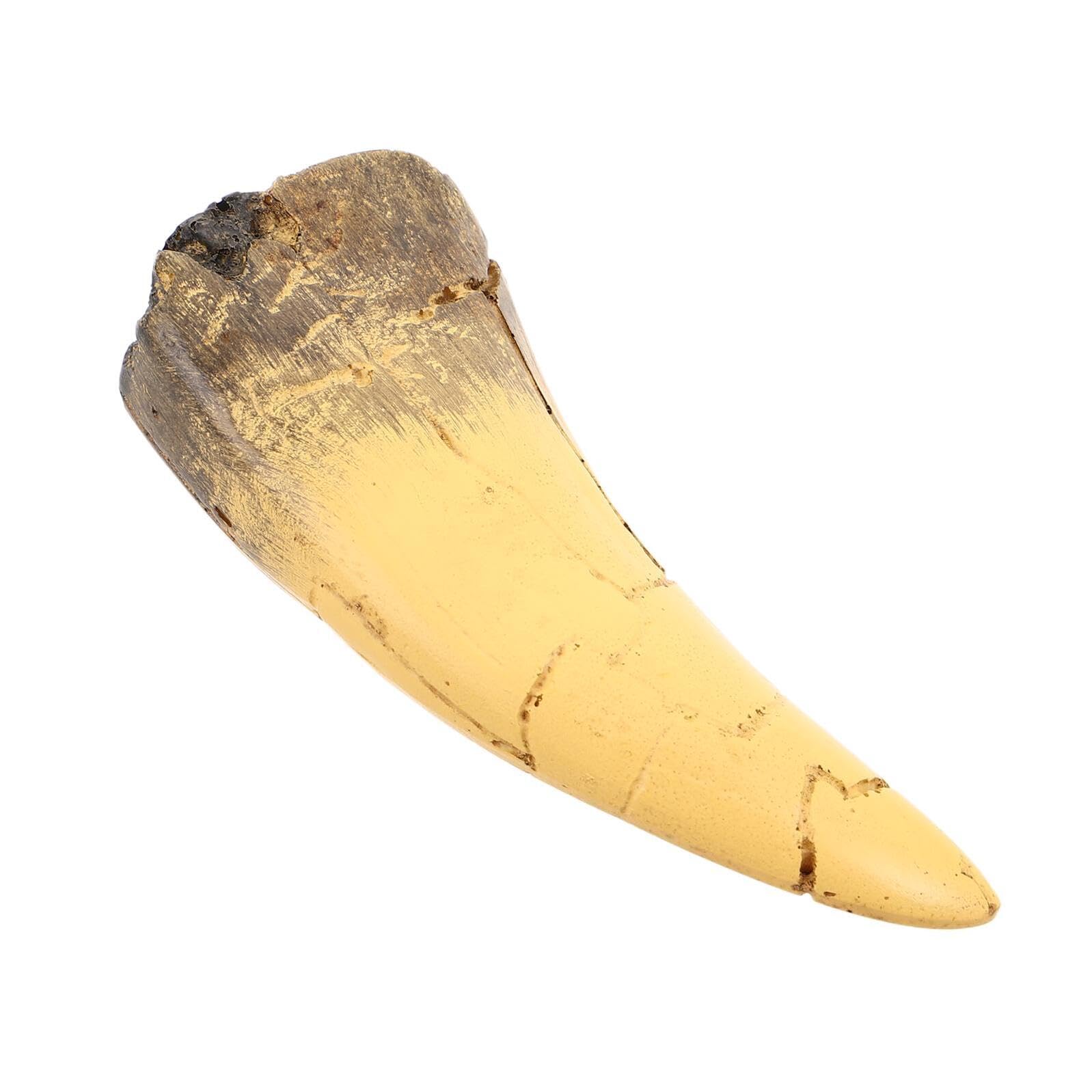 Scultura Realistica di Dente di Dinosauro in Resina Aspetto Preistorico Distintivo, Decorazione per Feste a Tema Dinosauri e Display Educativi Interattivi