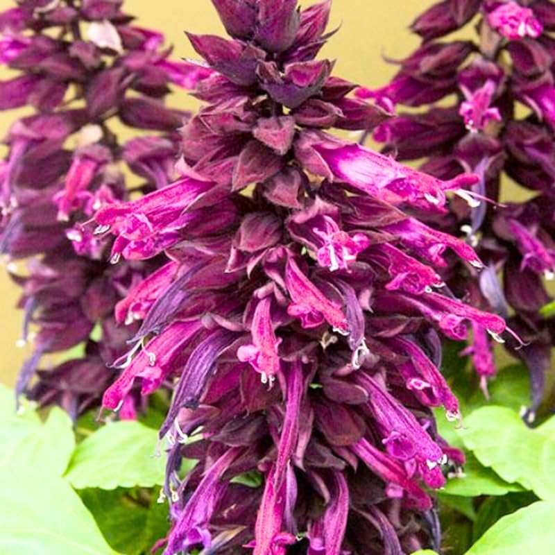 Miniatura 4 de 2 plantas de salvia vivas, arbustos de salvia para plantar al aire libre, plantas con flores de salvia rosa de 4 a 7 pulgadas de alto en maceta para