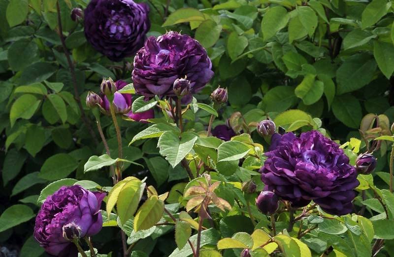 Amazon.com : New 100pcs Climbing Rose Flower Seeds Deep