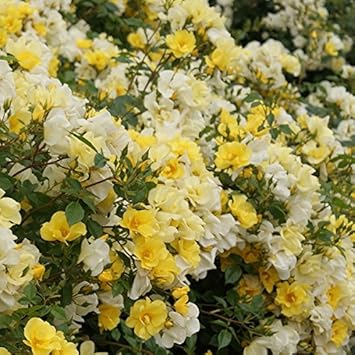 Amazon バラ苗 リモンチェッロ 国産大苗6号スリット鉢 シュラブローズ 修景用 四季咲き 黄色系 花