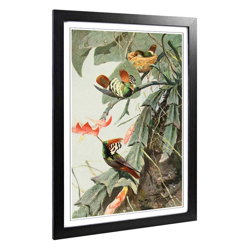 Big Box Art Framed Print of Vintage W Kuhnert Coquette Hummingbird Design | Wall Art Picture | Home Decor for Kitchen, Living Room, Bedroom, Hallway, Black, A2 / 24.5x18 Inch / 62x45cm