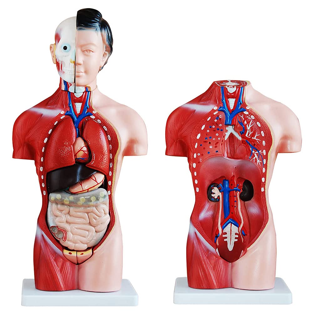 Modèle Anatomique Torse MedMod 45 cm, Corps Humain détaillé en PVC avec Organes Amovibles pour l’école, Les études et la Formation en Anatomie, modèle pédagogique