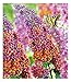 Produktbild BALDUR Garten Buddleia Sommerflieder Flower Power, 1 Pflanze, Buddleja Hybride, winterharter Schmetterlingsflieder, Schmetterlingsstrauch Zierstrauch, blühend, Buddleja weyeriana