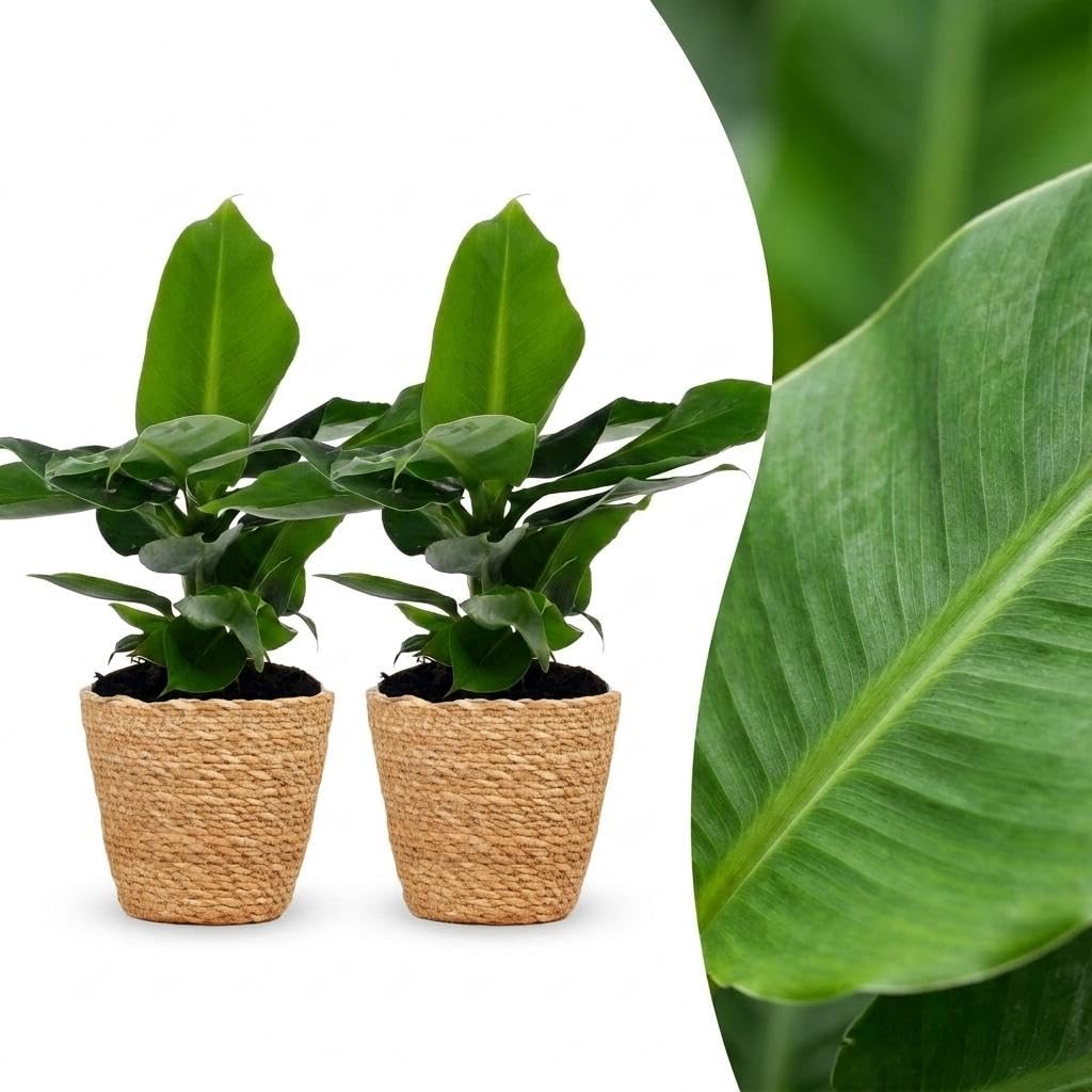 Banano Nano in Cesto di Alga Marina, da Interno, Verde, Set da 2, 30cm