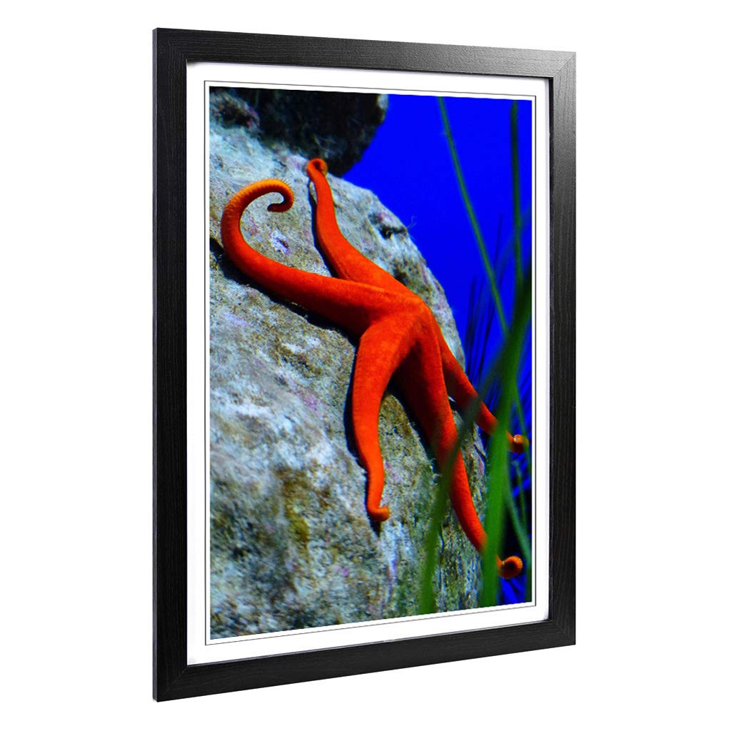 Big Box Art Framed Print of Starfish 3 Design | Wall Art Picture | Home Decor for Kitchen, Living, Dining Room, Lounge, Bedroom, Hallway, Office, Black, A2 / 24.5x18 Inch / 62x45cm