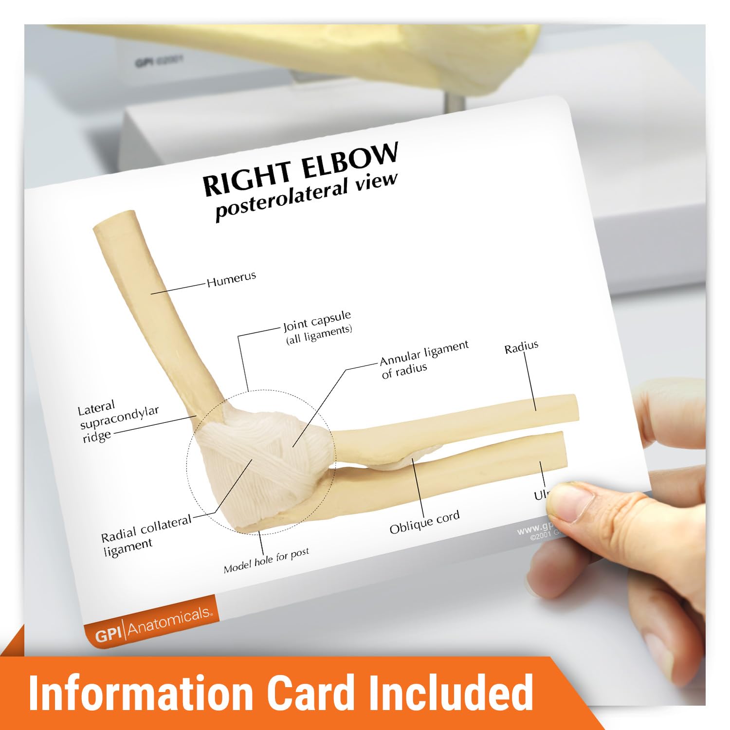 GPI Anatomicals - Basic Elbow Model, Replica of Right Elbow Joint for Human Anatomy and Physiology Education, Anatomy Model for Doctor's Offices and Classrooms, Medical Learning Resources