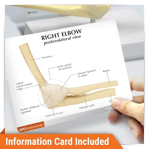 Vista 14 de Modelo anatómico de huesos y articulaciones de pie y tobillo