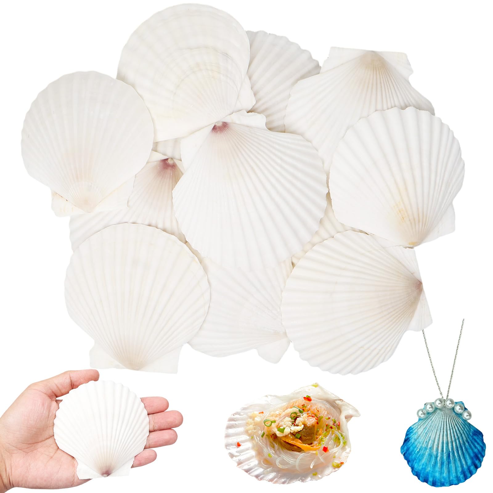 Białe przegrzebki, 12 sztuk, naturalne muszle, duże, muszle wachlarzowe 8-9 cm, muszle dekoracyjne do dekoracji kuchni, talerzyków przystawek, dekoracja akwarium, "zrób to sam"