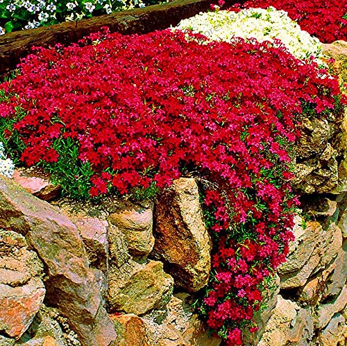 Kalash Nuovi 100pcs semi fiore di roccia crescione per Giardinaggio Rosso 1