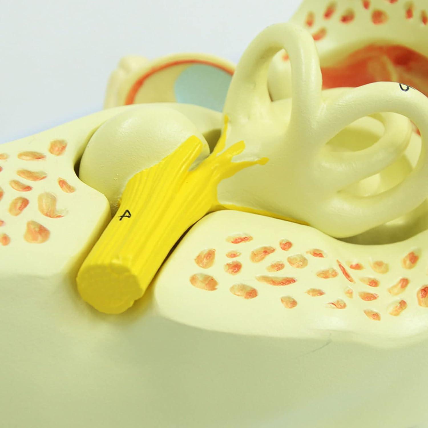 Modello Anatomico, Modello Anatomico, 3 Volte La Dimensione della Vita Modello Anatomico Dell'orecchio Scheletro Anatomico Organo Umano Materiale Didattico Strumento Professionale