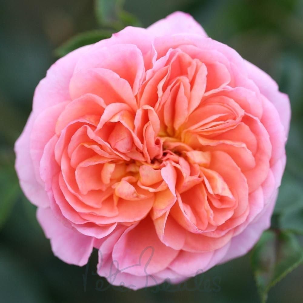 Peter Beales Roses Pirouette Climbing Rose, Pink with Apricot Centre, Repeat Flowering, 210cm x 150cm