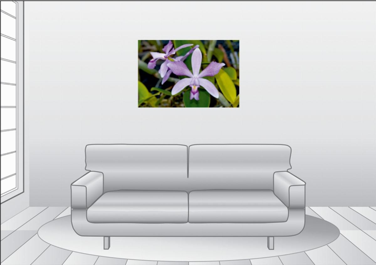 Premium Textil-Leinwand 90 x 60 cm Quer-Format Cattleya violacea rosea anelata | Wandbild, HD-Bild auf Keilrahmen, Fertigbild auf hochwertigem Vlies, Leinwanddruck von Eerika Schulz