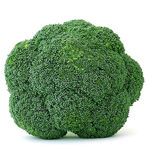 Goliath Heirloom Broccoli Seeds - A Vigorous Italian Heirloom Broccoli with Large Head (25)