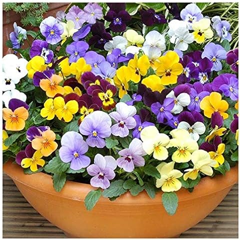 Premier Seeds Direct Viola Cornuta Large Flower Mix Cover
